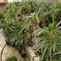 اجاره گلخانه و فروش یکجای گیاهان|اجارهٔ دفتر صنعتی، کشاورزی، تجاری|کرج, نوروزآباد|دیوار