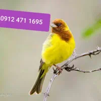 09124711695