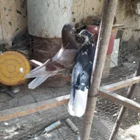 قاره دم سفید تهرانی