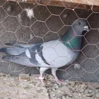 نر پلاکی درجه یک|پرنده|اصفهان, ارغوانیه|دیوار