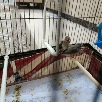 فنج پرنده