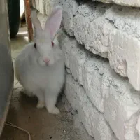 خرگوش