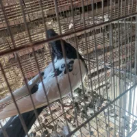 کبوترقارنی قره وککیلی|پرنده|اردبیل, |دیوار