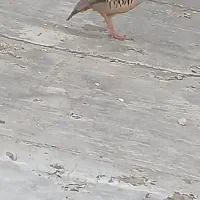 بلدرچین ماده