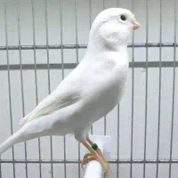 وایت فاکتور اورجینال