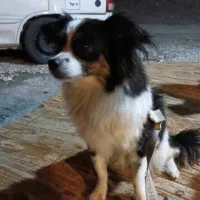 سلام یه ماده اشپیز دارم