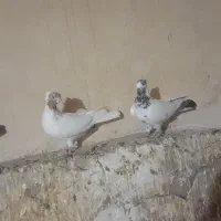 خرید و فروش انواع کبوتر