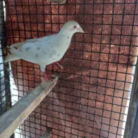 کبوتر