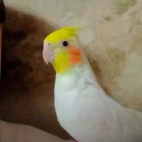 عروس هلندی لوتینو چشم شرابی