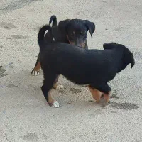 سگ  کبوت ر|سگ|خرم‌آباد, |دیوار