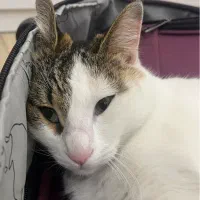 گم شدن گربه|گربه|رشت, منظریه|دیوار