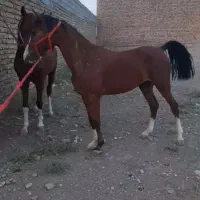 کره مادیون درشوری|اسب و تجهیزات اسبسواری|زرندیه, |دیوار