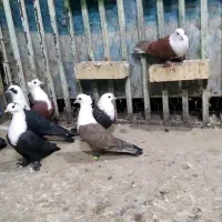 کبوتر کله سفید|پرنده|اهواز, شریعتی جنوبی|دیوار