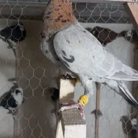 سرور|پرنده|شیراز, شهرک بهار|دیوار