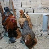 مرغ خروس برهما پاتریج و بوف