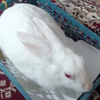 واگذاری خرگوش