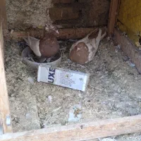 سلام کفتر معاوضه|پرنده|شاندیز, |دیوار