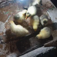 جوجه غاز یک هفته ای