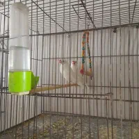 پرنده عروس هلندی مولد جوجه فنچ نرگسی|پرنده|تهران, شکوفه (عبدل آباد)|دیوار