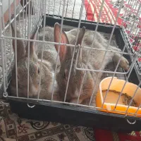 فروش دو عدد خرگوش نر و ماده