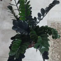 زاموفیلیا بلک