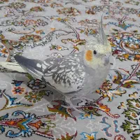 عروس‌هلندی دس باز|پرنده|مریوان, |دیوار