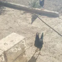 فروش مرغ و خروس لاری|حیوانات مزرعه|شیروان (خراسان), |دیوار