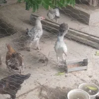جوجه محلی اصل