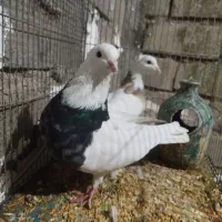 طوقی ، کله دم