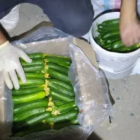 خیار تازه گلخانه مشهد|خوردنی و آشامیدنی|مشهد, ویلاشهر|دیوار