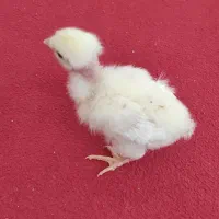 جوجه محلی آدرس شبانکاره