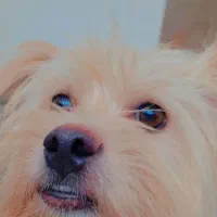 شیتزومالتیز