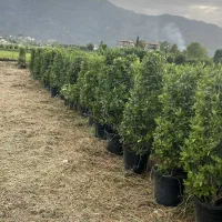 یاس جعبه ۴۰