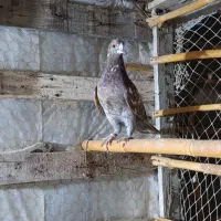 کبوتر|پرنده|گمیشان, |دیوار