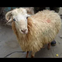 گوسفند زنده