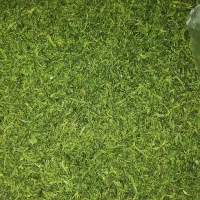 سبزیجات خشک وخورشتی رامهرمز