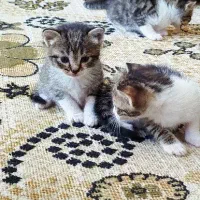 واگذاری بچه گربه DSH