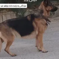 سگ ژرمن 7ساله بسیار وابسته