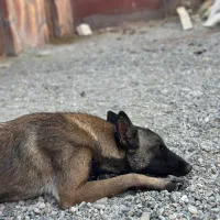 سگ نژاد ژرمن مالینویز