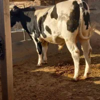 گوساله قسابی|حیوانات مزرعه|اسفراین, |دیوار