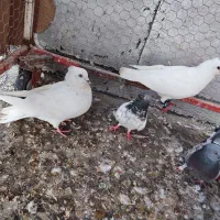 کبوتر رنگی جم
