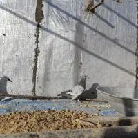 کبوتر تیدی پاکستانی|پرنده|سامان, |دیوار