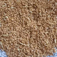 گندم آبی تمیز