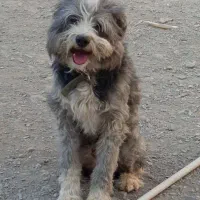 واگذاری سگ نژاد کوچک