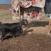 6عدد تیر بز شهر کردی|حیوانات مزرعه|شوش, |دیوار