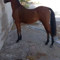 اسب