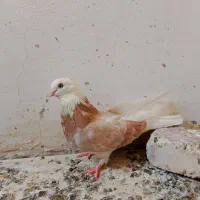 کبوتر شازده زرد
