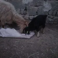 بز و بزقاله جوان