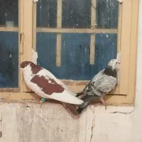 چهار عددکفترپرشی عالی|پرنده|مشهد, نوده|دیوار