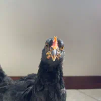 مرغ مرندی پاپر